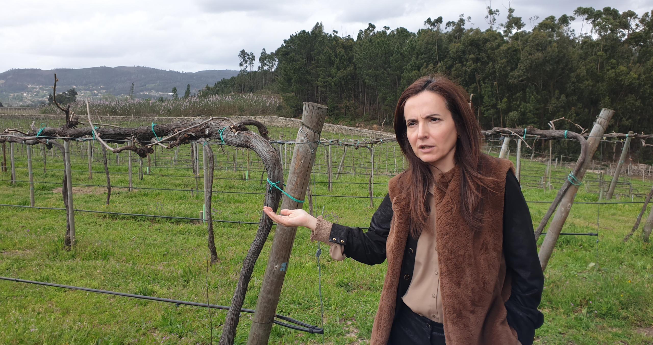 Falua reforça aposta na região com Alvarinho Reserva e novas vinhas