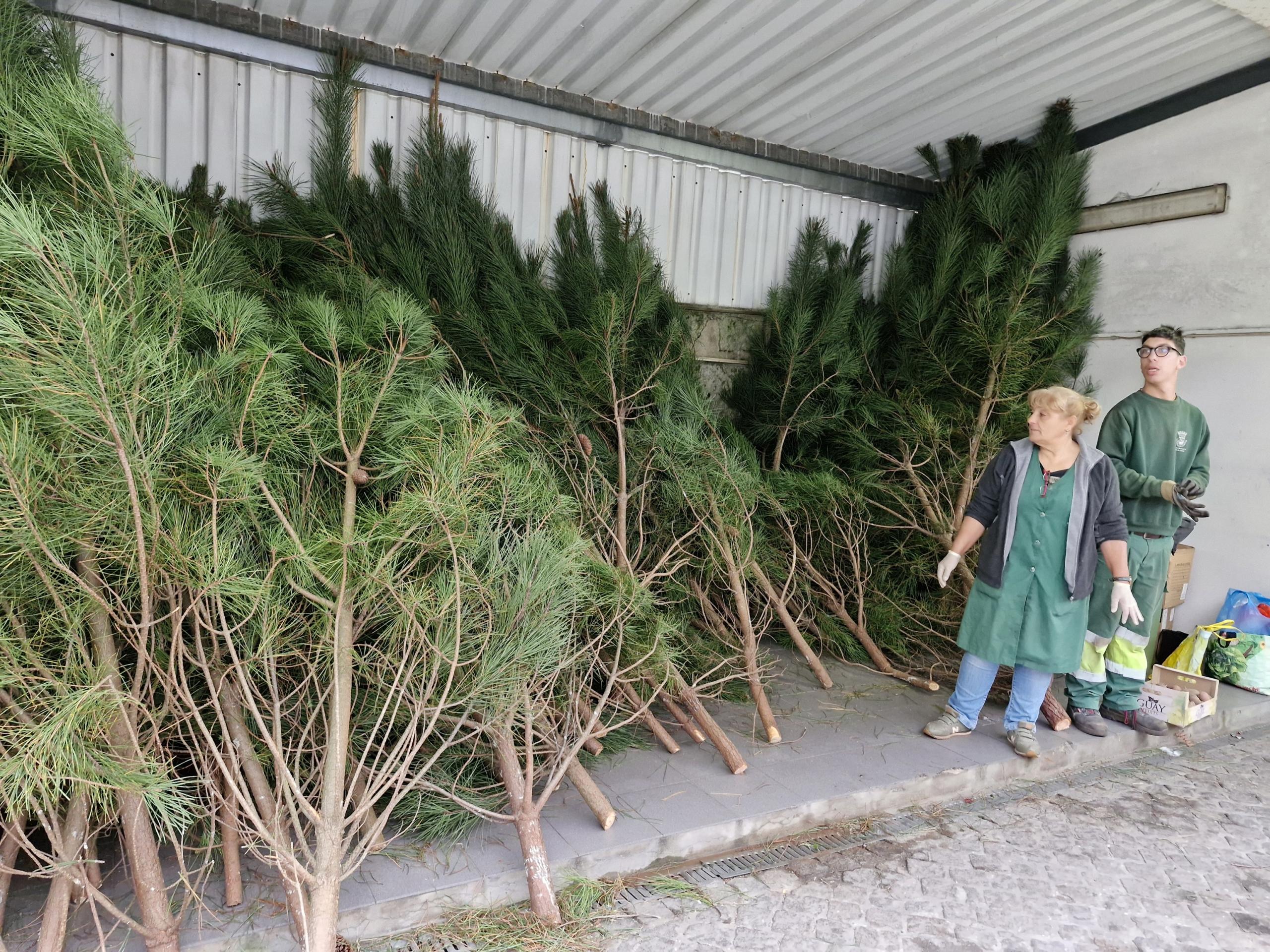 “Pinheirinhos de Natal” disponíveis a partir de amanhã no Mercado Municipal de Viana do Castelo