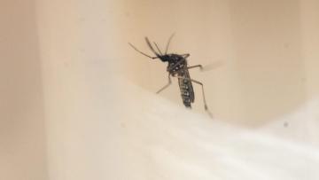 Mosquitos que propagam dengue e zika estão a espalhar-se pela Europa