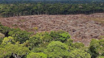 Planeta perdeu em 2022 área de floresta tropical equivalente ao tamanho da Suíça