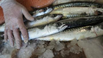 Pescadores que contestam fim de pesca na Ínsua realçam empenho da Câmara de Caminha