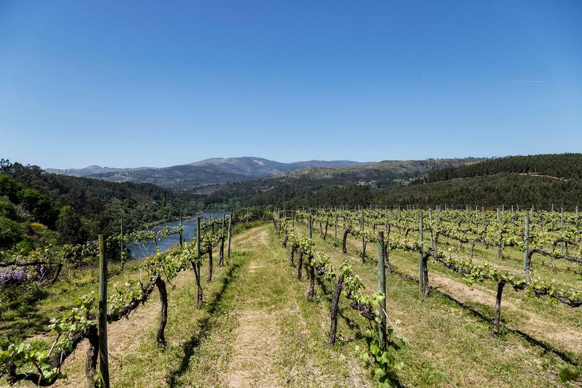 Encontros vínicos debatem vinho verde em Viana do Castelo