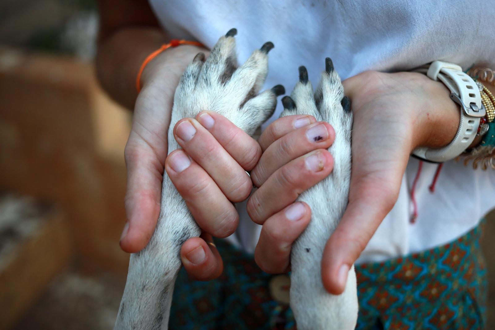 Só 15,5% dos munícipios concorreram a projeto de cuidados veterinários gratuitos