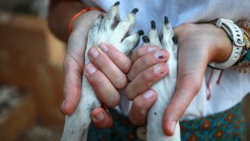 Só 15,5% dos munícipios concorreram a projeto de cuidados veterinários gratuitos