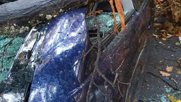 Mau tempo: Árvore de escola em Ponte de Lima cai em carro com ocupantes sem causar feridos