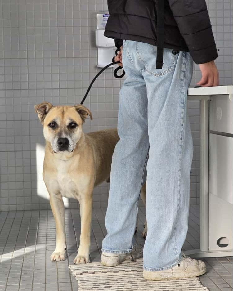 CRO de Braga suspende adoção de animais durante a época natalícia