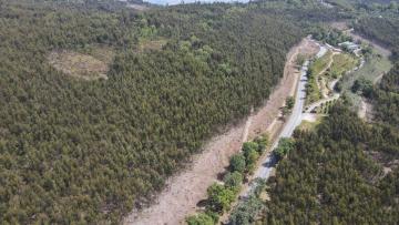 Proteção Civil de Braga planta 1885 árvores para reforçar a floresta e prevenir incêndios
