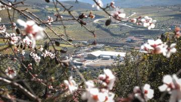 Vila Flor espalha perfume das amendoeiras