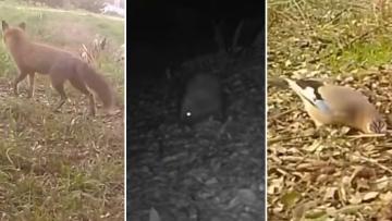 Biodiversidade do Picoto: vídeo mostra raposa, cobra-rateira e outras espécies