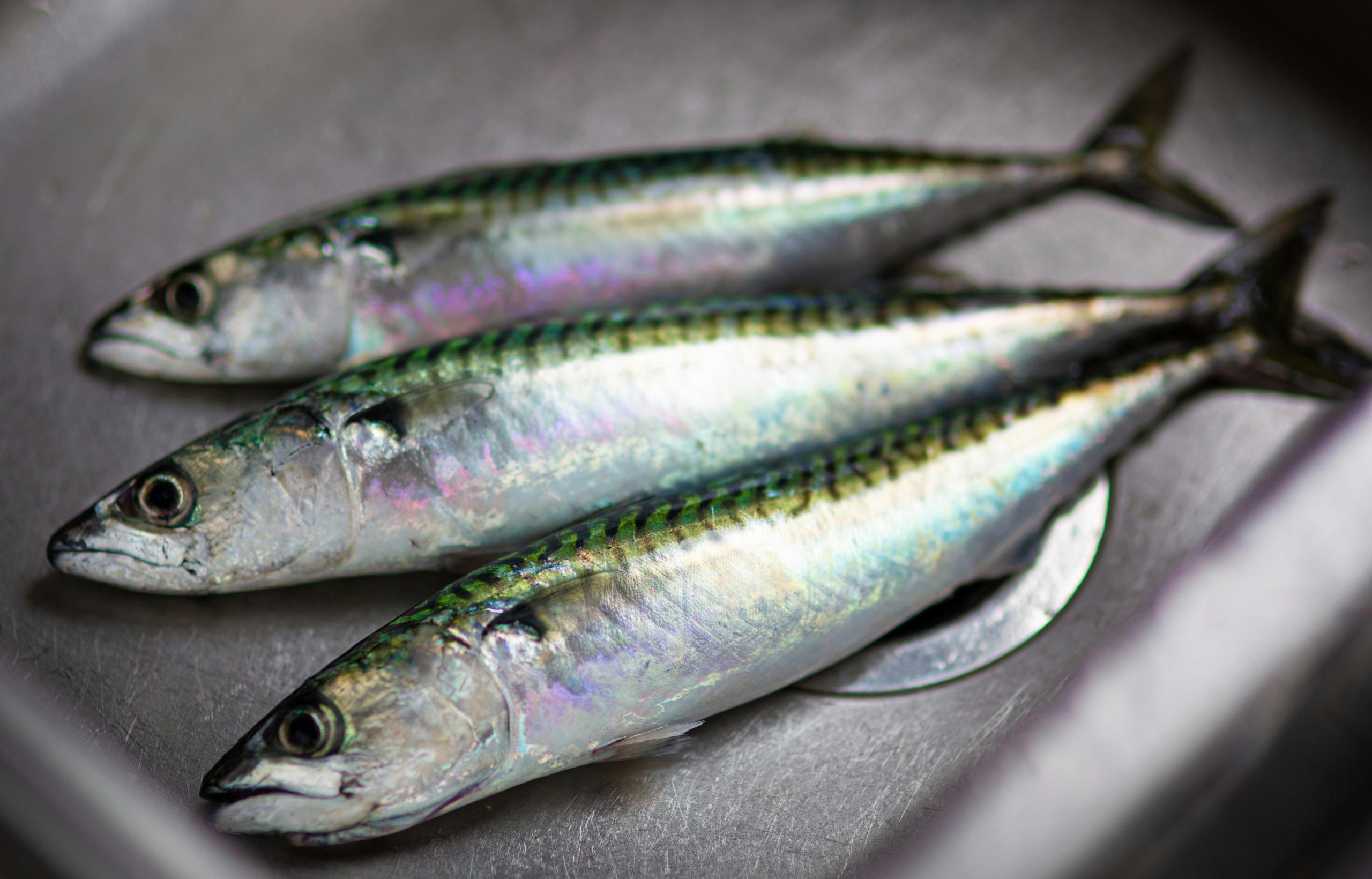 Comer mais sardinha e menos carne vermelha pode salvar até 750 mil vidas em 2050, diz estudo