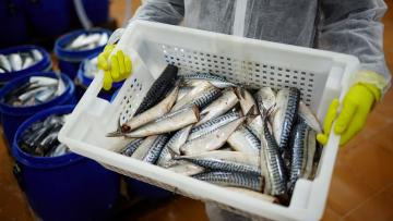 Pesca da sardinha reabre hoje