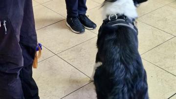 Cáritas Braga acolhe projeto-piloto com animais  para confortar vítimas de violência doméstica