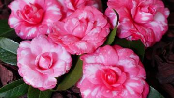 Exposição de Camélias em Guimarães celebra a flor icónica com concursos e visita gratuita