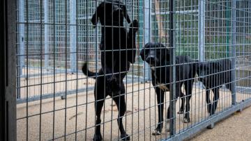 Barcelos duplica número de jaulas no centro de recolha animal