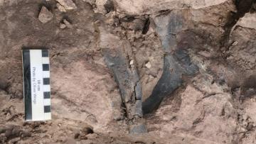 Nova espécie de dinossauro encontrada na Gronelândia