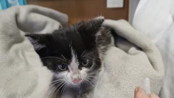 Bombeiros Voluntários salvam gato de motor de carro
