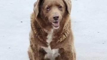 Bobi, o cão mais velho do mundo, morreu este sábado