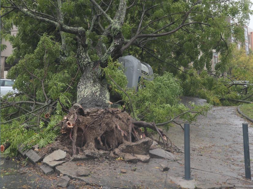 Tempestade deixa rasto de destruição em Braga com mais de 50 quedas de árvores