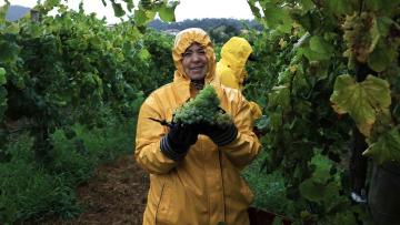 Com chuva a vindima também se faz e inclui lanche, vinho e convívio