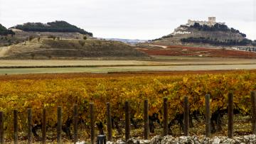 Fusão ibérica dá a provar mais de 200 vinhos de Portugal e Espanha