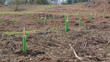 Florestação e regeneração natural em 30 hectares de Cerveira concluídas pela Câmara