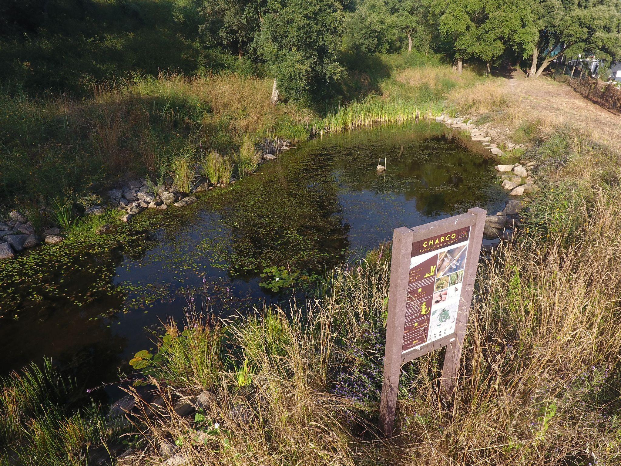 Parque Urbano do Picoto assume-se como «referência ambiental e ecológica»