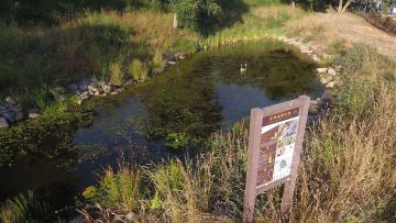 Parque Urbano do Picoto assume-se como «referência ambiental e ecológica»
