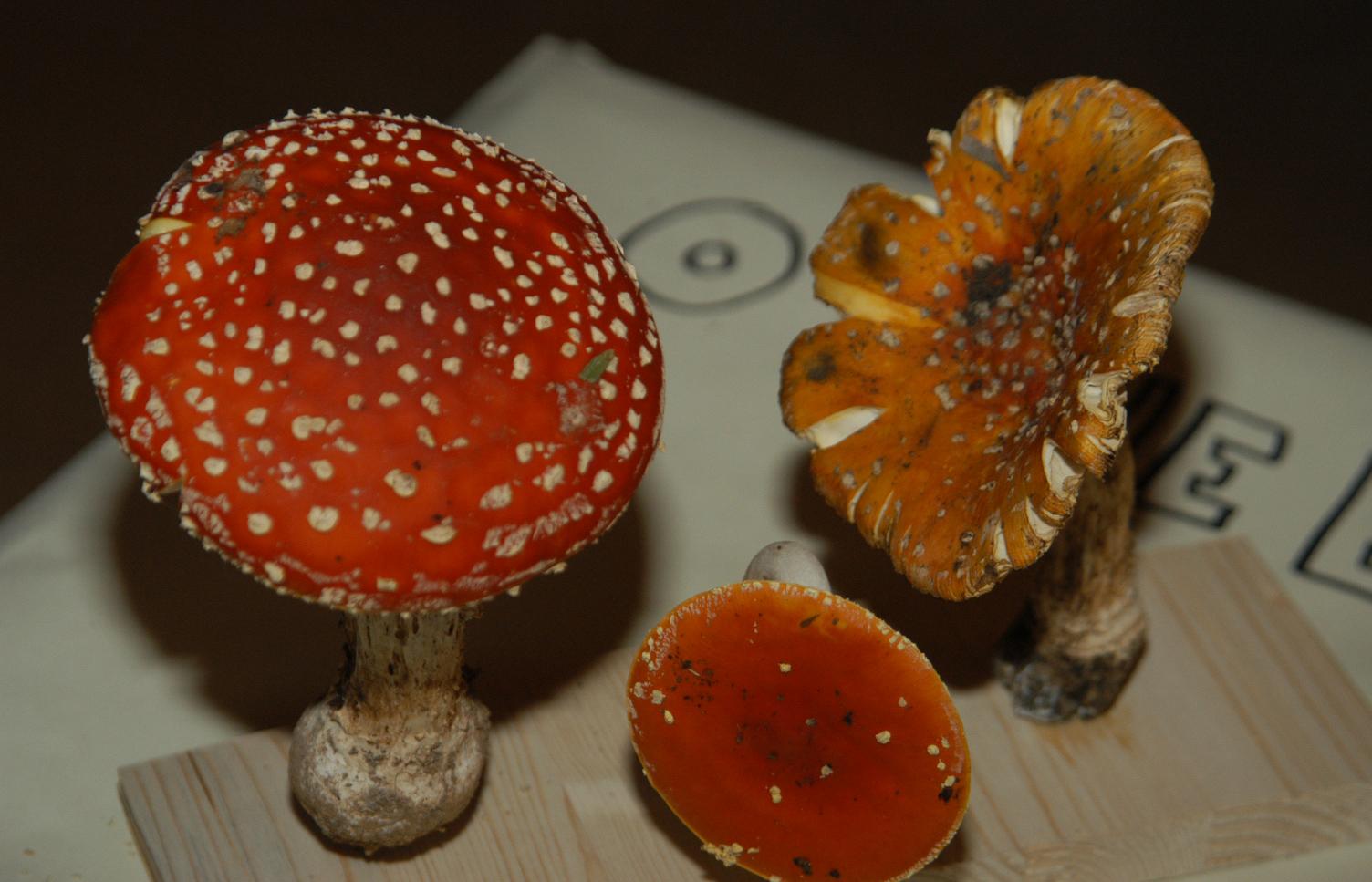 Jornadas micológicas realizam-se no próximo sábado em Monção