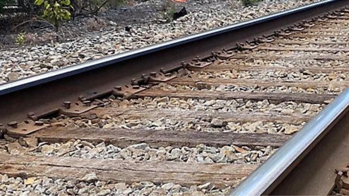 Circulação ferroviária interrompida entre Santo Tirso e Guimarães devido à queda de uma árvore