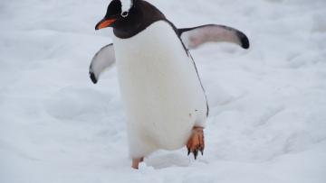 Clima: Degelo marinho está a matar crias de pinguins-imperadores