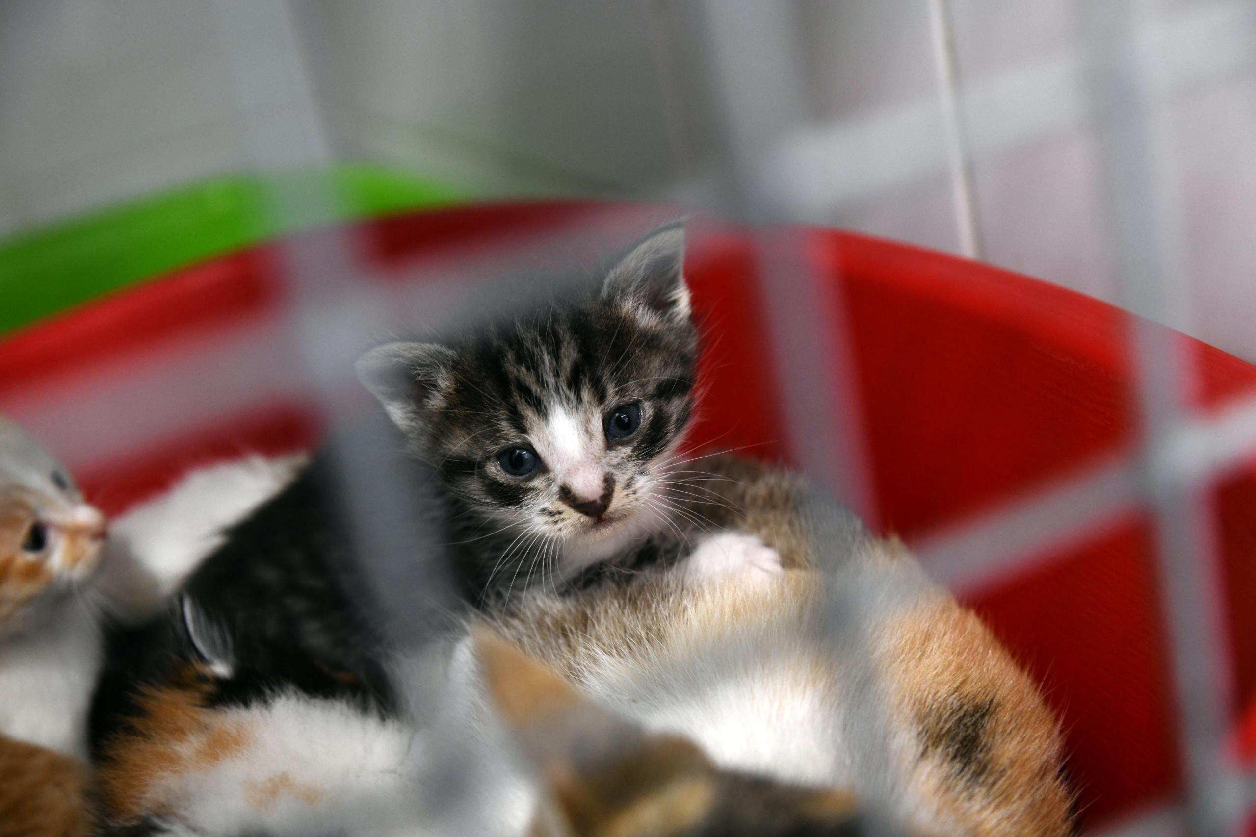 CROA de Famalicão apela à adoção responsável no Dia Mundial do Animal