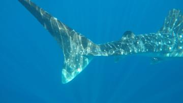 Pescador mordido por tubarão-azul ao largo de Vila do Conde