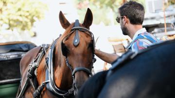 Feira Grande de S. Miguel está de volta a Famalicão