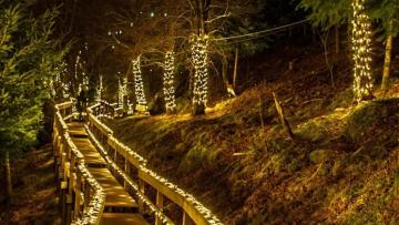 Entradas pagas pela primeira vez este ano na Floresta Encantada