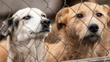 Braga lança plataforma digital de aconselhamento em saúde animal