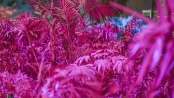 Braga Parque cancela exposição com plantas pintadas após polémicas em redes sociais