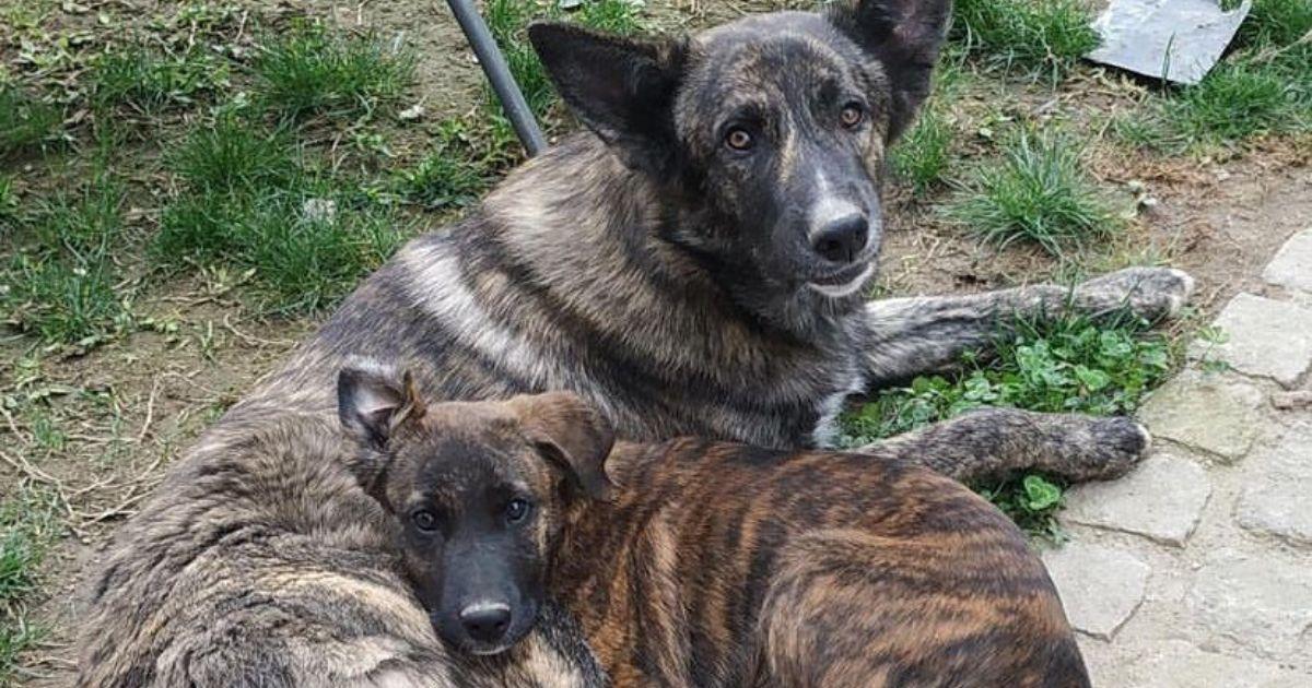 Barcelos lança campanha de incentivo à adoção animal