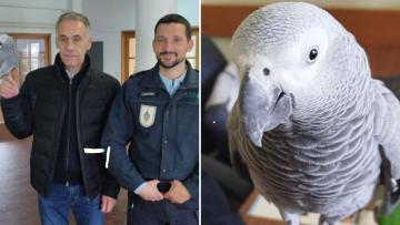 Papagaio desaparecido em Braga há oito meses encontrado em Guimarães