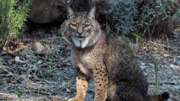População de lince ibérico ultrapassa os dois mil exemplares na Península Ibérica