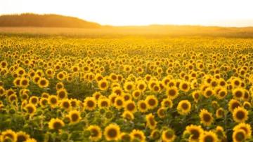 Já é possível visitar estes campos de girassóis em Viana do Castelo