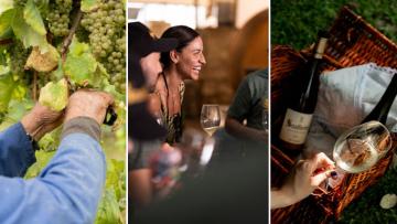 Vindimas oferecem diversas experiências turísticas este ano