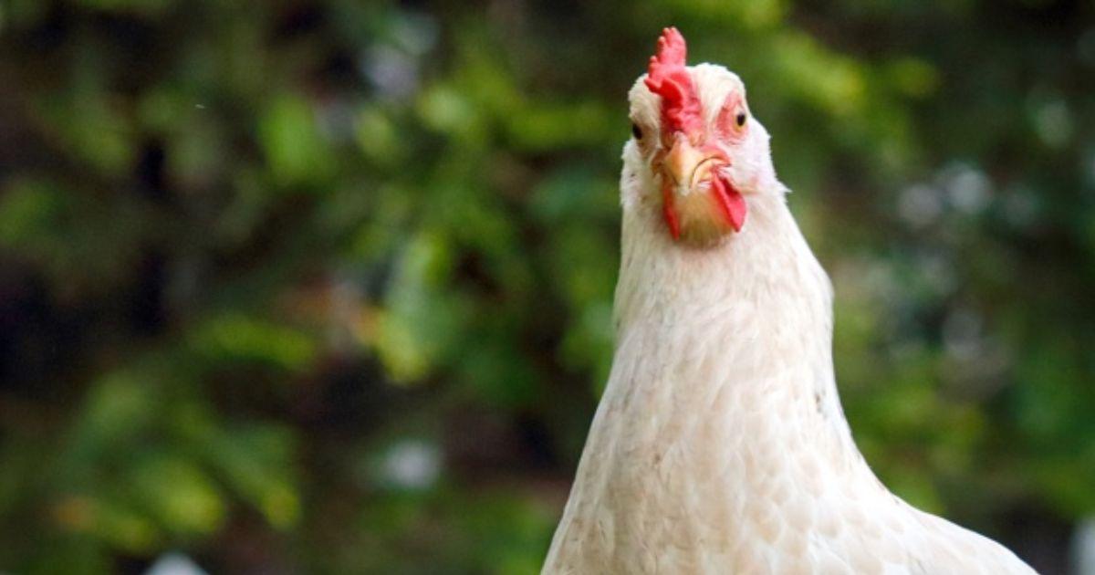 Gripe das aves detetada em exploração caseira em Viana do Castelo