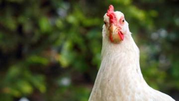 Gripe das aves detetada em exploração caseira em Viana do Castelo