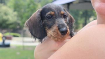 "As ninhadas muitas vezes acabam por ser afogadas ou enterradas ainda vivas"