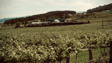 Levar os miúdos para caçar ovos numa vinha (enquanto prova Alvarinhos)