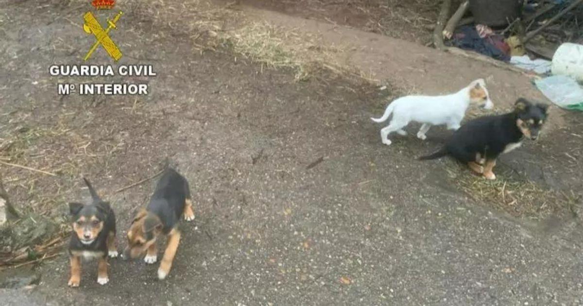 Homem de Tui investigado por abandonar cães em Valença