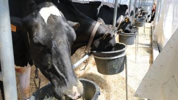 Estrume de vacas de Vila do Conde vai fornecer gás a 3 mil casas