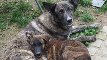 360 cães de gado apoiados no Minho para repelir ataques de lobo ibérico