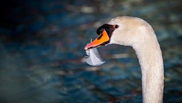 Barcelos apresenta os novos "residentes" do lago no Parque da Cidade