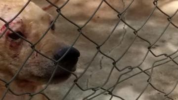 Homem constituído arguido por maus-tratos e agressões a um cão em Celorico de Basto